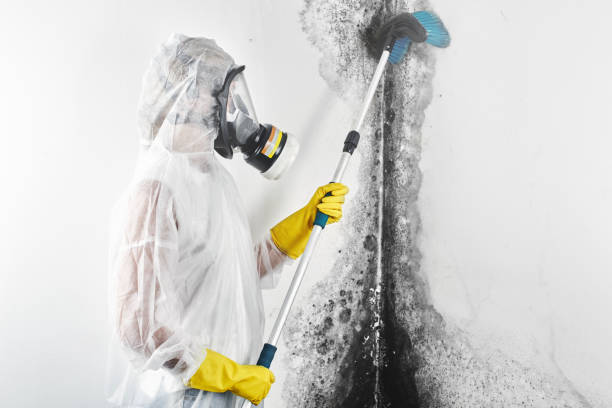 West Freehold, NJ Mold Removal Company